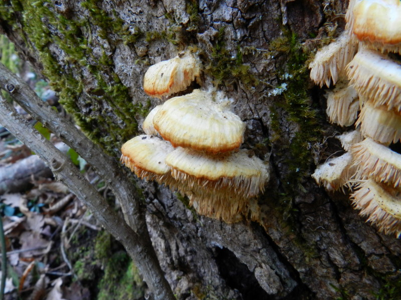 Dubbio (Sarcodontia pachyodon)